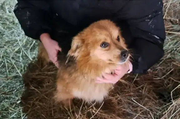 Найденные животные Усовский сельсовет, фото: Найдена собака, Центральная улица, Столыпино - с ошейником, мелкая длинношерстная