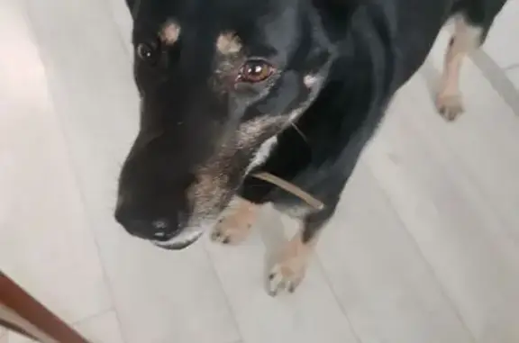 Найдена собака, Петрозаводск, фото: Найдена собака, Сегежская улица, 11, Петрозаводск - мальчишка с повадком