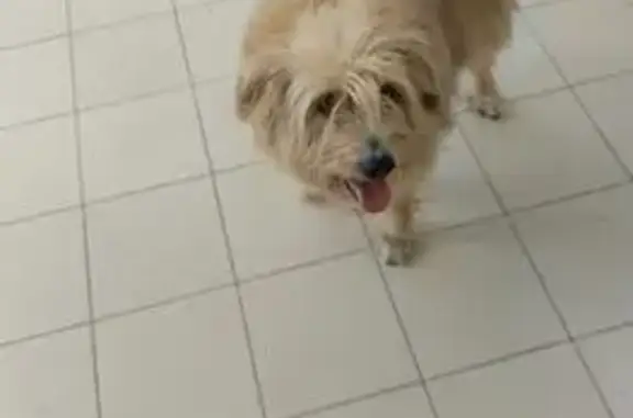 Пропала собака, проспект Ленина, Ростов-на-Дону - photo