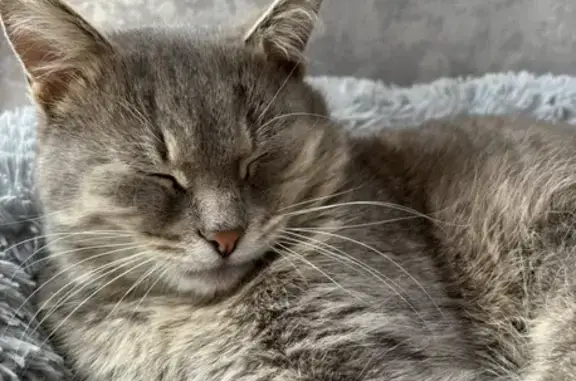 Пропал кот, Лиски, Воронежская область - хвост в полоску - photo