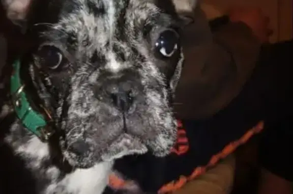 Пропала собака, проспект Стачки, 208, Ростов-на-Дону - французский бульдог, окрас черно-белый - photo