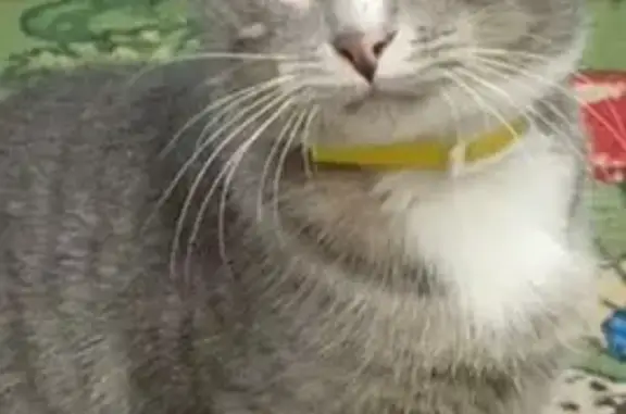 Пропала кошка, улица Клочкова, 85, Саратов - серый окрас, белые грудка и лапки - photo