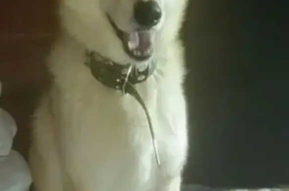 Пропал собака, мужской, 8-й Степной переулок, 3, Тюмень - photo