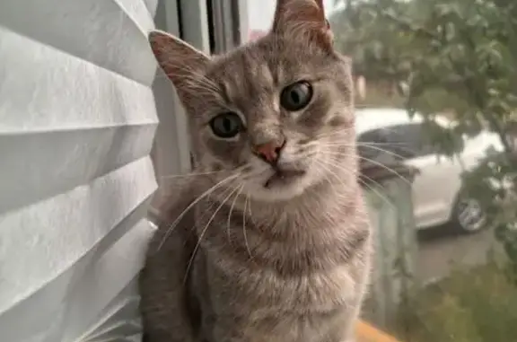 Пропал кот, Коллективная улица, 19, Лиски - травмирована задняя лапа - photo