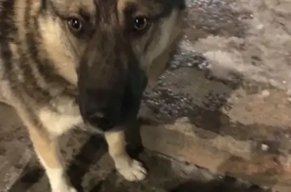 Пропала собака, Соколовая улица, Саратов - чепрачная, зелёная клипса в ухе - photo