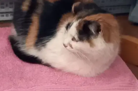 Пропала кошка, Большая Переславская улица, 15, Москва - трёхцветная, напуганная - photo