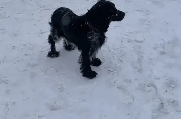 Найденные животные Чебоксары, фото: Найдена собака, улица Гагарина, Чебоксары - с ошейником и намордником