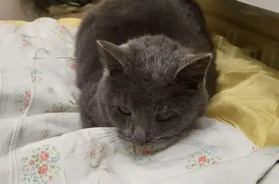 Найдена кошка, Авдотьино, фото: Найдена кошка, Малая Нагорная улица, Авдотьино - серая, ласковая