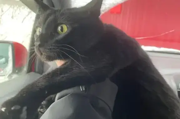 Найденные животные Тимирязевское, фото: Найдена кошка, Деповская улица, 2Г, Тимирязевское - чёрный кот в чёрном ошейнике