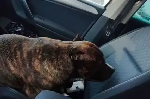 Найдена собака, Апрелевка, фото: Найдена собака, Апрелевка, Московская область - тигровый окрас, лапы белые