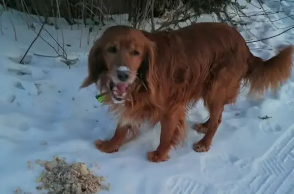 Найденные животные Корфовское, фото: Найден собака, 99, Корфовское городское поселение, Корфовское - рыжий окрас, зелёный светоотражающий ошейник
