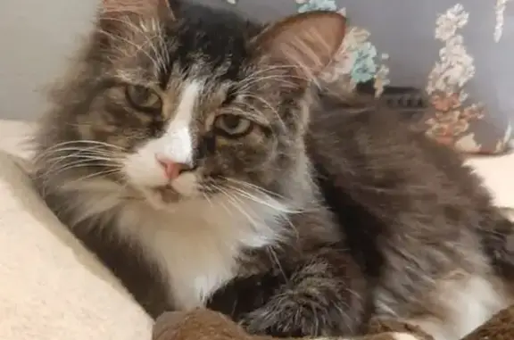 Пропал кот, Автозаводская улица, 77, Ярославль - тёмно-коричневая спина с подпалинами - photo