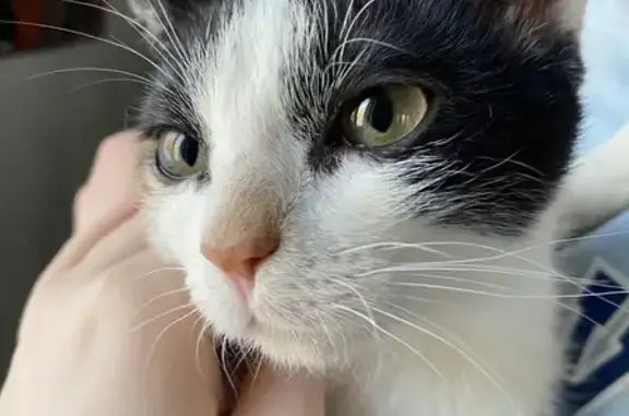 Найдена кошка, Санкт-Петербург, фото: Найдена кошка, женский пол, улица Орбели, 16, Санкт-Петербург - трёхцветная, очень ласковая