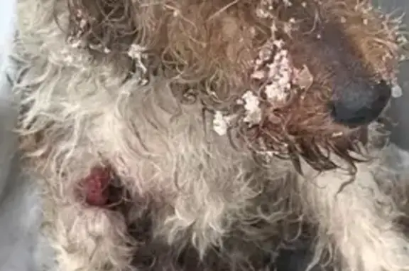 Найдена собака, Красный Крым, фото: Найдена собака, Звёздная улица, 34, Красный Крым - ошейник и рана на лапе