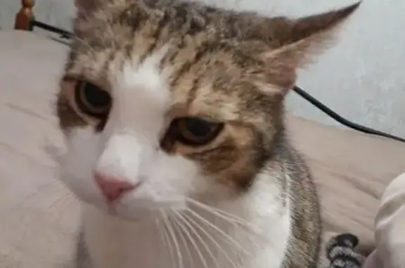 Пропал кот, Караваевская улица, 33 к1, Санкт-Петербург - большие клыки - photo