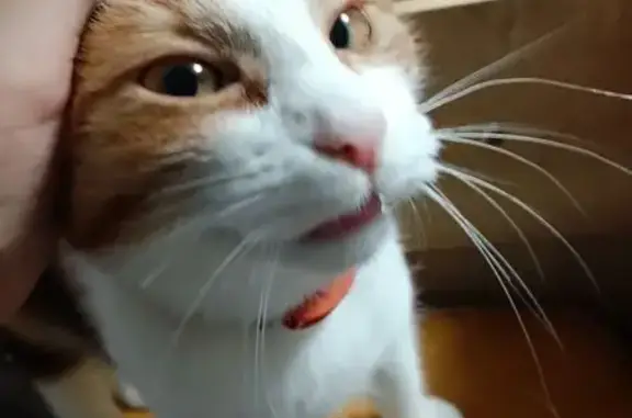 Пропала кошка, женский пол, улица Ленина, 9, Советск - бело-рыжо-чёрная с ошейником - photo