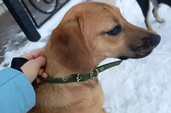 Найдена собака, Воронеж, фото: Найдена собака, Чуйская улица, 7, Воронеж - кремово-рыжая девочка