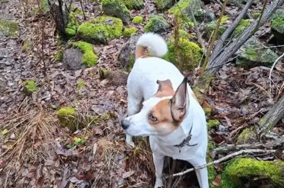 Пропал собака, мужской, Орловская улица, 20, Миасс - белый с оранжевыми пятнами - photo