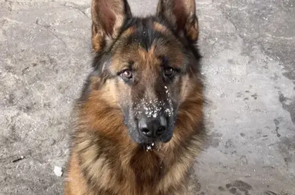 Пропал собака, Засосна, Белгородская область - черно рыжий окрас, очень добрый - photo