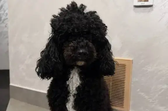 Найдена собака, Брянск, фото: Найдена собака, улица Ульянова, Брянск - девочка без ошейника