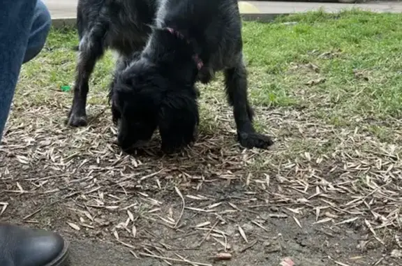 Найдена собака, Краснодар, фото: Найдена собака, девочка, улица Репина, 5, Краснодар - метис спаниэля