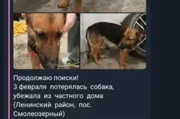 Пропала собака, Южноуральск - photo