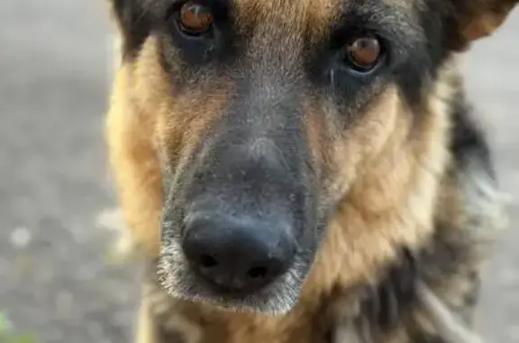 Пропала собака, Ключевая улица, Серов - порода овчарка, без ошейника - photo