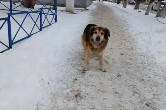 Найденные животные Волгоград, фото: Найдена собака, улица Циолковского, 24, Волгоград - с ошейником, боится людей
