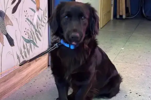 Найдена собака, Сириус, фото: Найден собака, Парусная улица, Сириус - на половину ретривер, черный