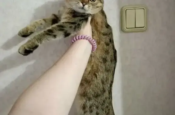 Пропала кошка, Вокзальная улица, Ужур - вислоухая с желто-зелеными глазами - photo