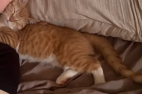 Пропала кошка, улица Брусилова, район Щербинка, Милицейский посёлок - белый животик и лапки - photo