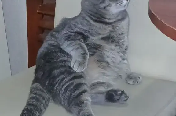 Потерянные животные Майма, фото: Пропала кошка, Алтайская улица, 43А, Майма - вислоухая, хвост отморожен