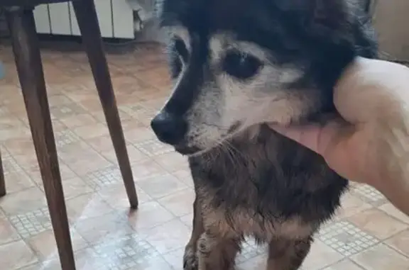 Найдена собака, Санкт-Петербург, фото: Найден собака, мужской, улица Седова, 68, Санкт-Петербург - спокойный и контактный