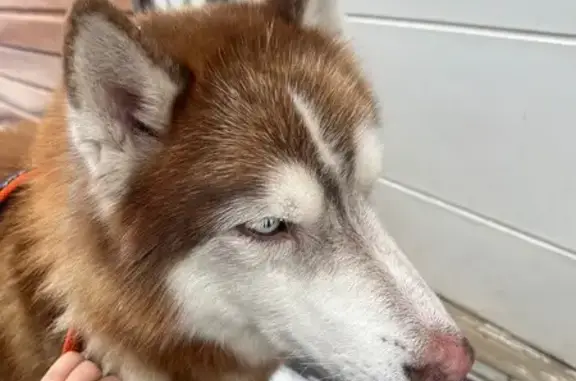 Найдена собака, Богашево, фото: Найдена собака, Богашёво, Томская область - рыжий окрас, разные глаза