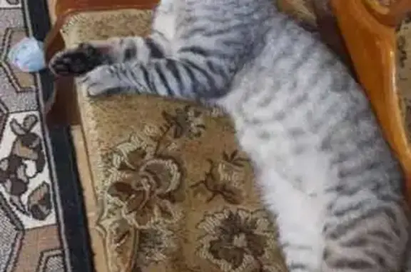 Пропал кот, улица 9 Мая, 116, Елецкое - серый полосатый - photo