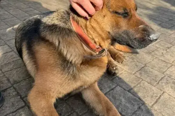 Найдена собака, Пятигорск, фото: Найдена собака, Февральская улица, Пятигорск - девочка с розовым ошейником