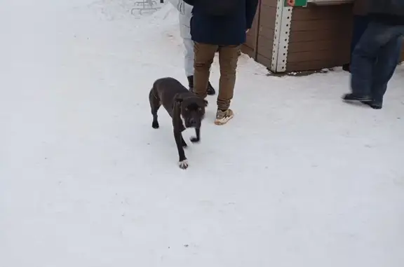 Найденные животные Красноярск, фото: Найден собака, мужской, Октябрьский мост, Красноярск - черный, хвост купирован