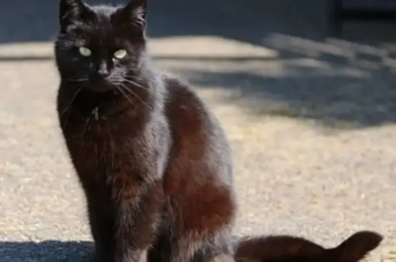 Пропала кошка, Сормовская улица, Иваново - черная с белым пятном - photo