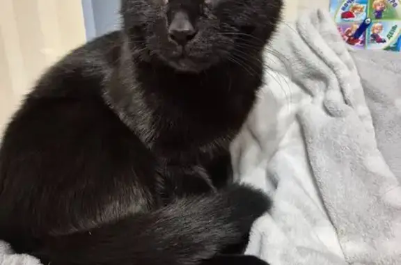 Пропал кот, Звёздная улица, 13 к2, Санкт-Петербург - ласковый, чёрный - photo