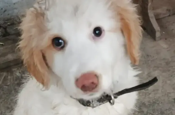 Найдена собака, Новочеркасск, фото: Найден собака, мужской, улица Свободы, 7, городской округ Новочеркасск - рыже белый окрас