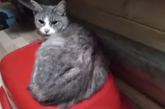 Пропала кошка, улица Мусинского, Сокол - ласковая и добрая - photo