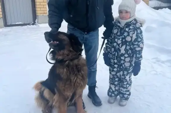 Найденные животные Екатеринбург, фото: Найдена собака, девочка, 65А-4101000, Екатеринбург