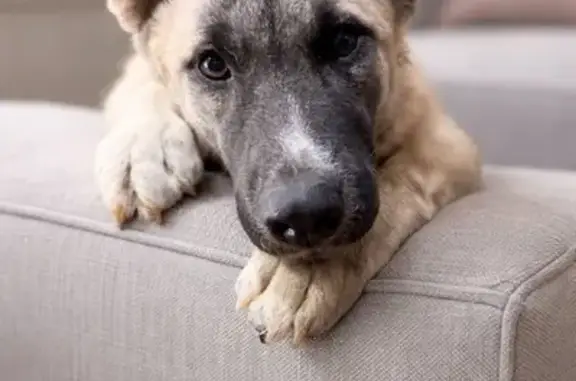 Пропала собака, мужской, улица Щербакова, 74, Екатеринбург - photo