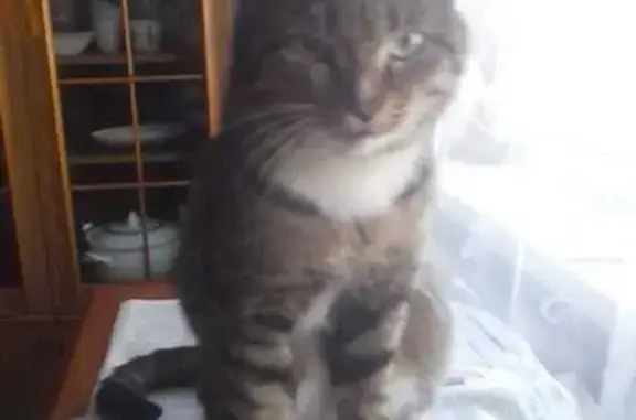 Пропал кот, 10, Ангарск - серый в полоску с белой грудью - photo
