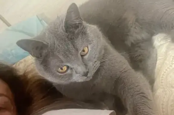 Темно-серый окрас.Мальчик.На вид 6 лет.Выбежал с квартиры в подъезд.Искали по подъезду и на улице .