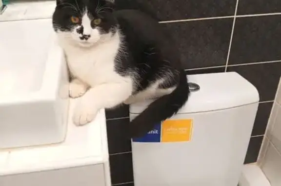 Кошки потеряшки, Ганино, фото: Потеряшка кот, Северная улица, 49, Ганино - белый в чёрные пятнышки