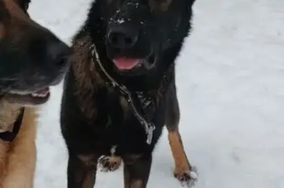 Собаки потеряшки, Архангельск, фото: Потеряшка собака, 1-й Рабочий квартал, 45, Архангельск - зонарно-коричневый окрас