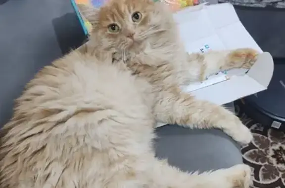 Пропал кот, улица Крылова, 1Б, Саратов - рыжий окрас - photo