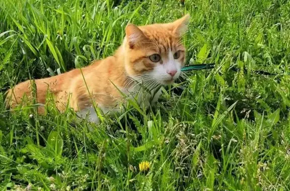 Пропал кот, Назарово, Красноярский край - Рыжик Кузя сбежал - photo