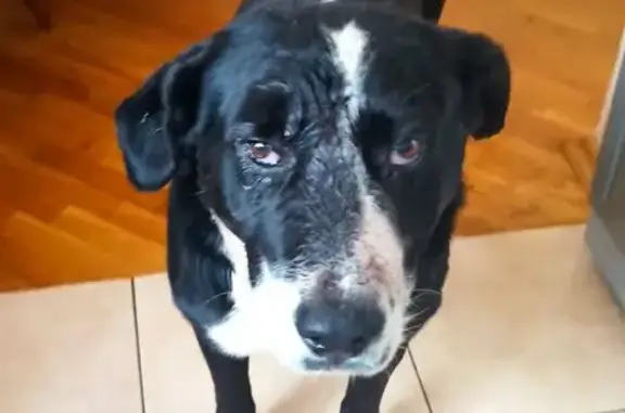 Найдена собака, Хадыженск, фото: Найден собака, мужской, улица Космодемьянской, 15, Хадыженск - чёрный с белым, купированный хвост